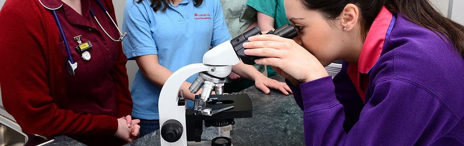 looking in the microscope